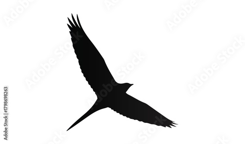 Silhouette of a bird of prey in flight against a white background