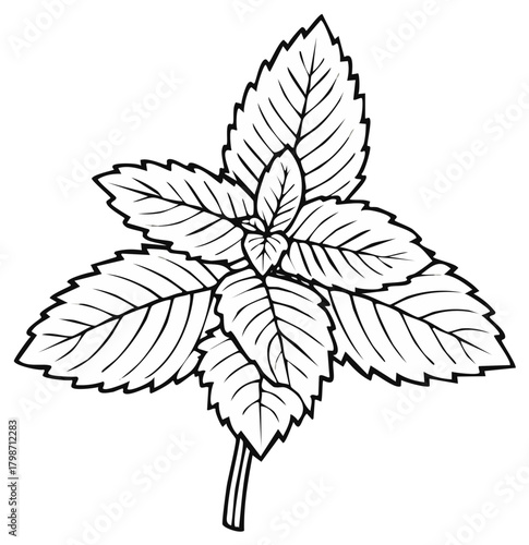 Black and White Line Art Illustration of a Fresh Mint Plant with Serrated Leaves