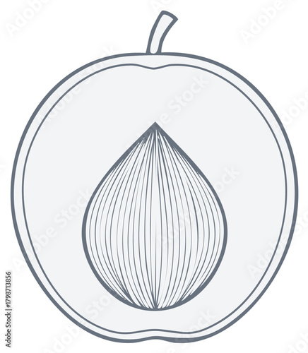 Minimalist line drawing of a peach fruit cut in half showing its pit
