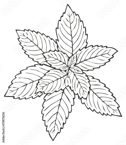 Hand Drawn Mint Leaves Illustration Line Art Isolated Fresh Herbs