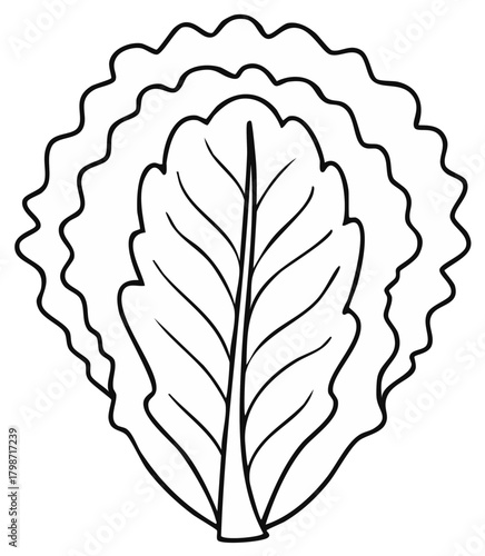 Stylized Outline Drawing of a Crisp Lettuce Leaf Vegetable Illustration