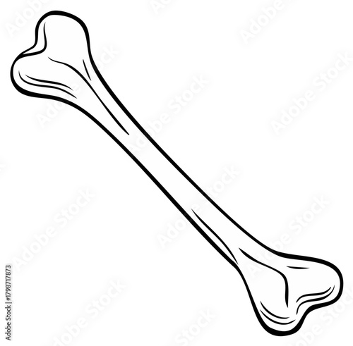 Monochrome Illustration of an Animal Bone Anatomy in Outline Style Featuring Canine and Skeletal Structure