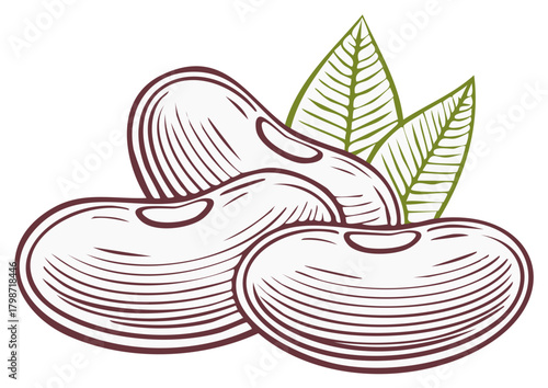Engraved illustration of fresh beans with vibrant green leaves, depicting healthy organic legumes in a classic woodcut style