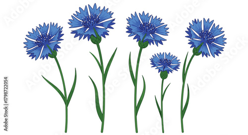 A vibrant illustration showcasing a charming cluster of five blue cornflowers with green stems and leaves, standing gracefully on a pure white background.