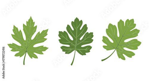 Three green leaves of different shapes and styles, possibly grape or fig, are presented as a natural botanical illustration on a white background.