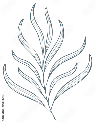 Elegant Botanical Illustration of a Eucalyptus Branch with Delicate Line Art