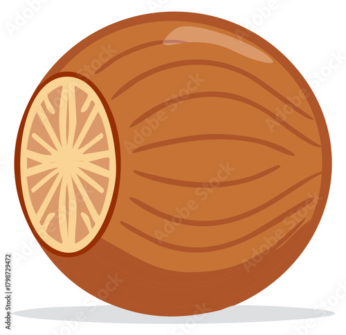 Single whole nutmeg seed spice cartoon vector illustration for cooking ingredient
