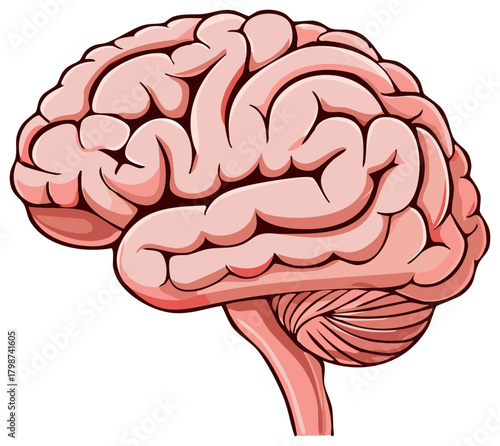 Detailed illustration of a human brain with visible lobes and cerebellum in profile
