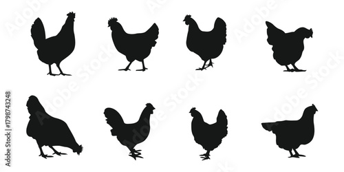 chicken, rooster, hen, bird, poultry, farm, animal, silhouette, black, white background, collection, set, group, standing, pecking, isolated, domestic, fowl, agriculture, livestock, farmyard, rural, g