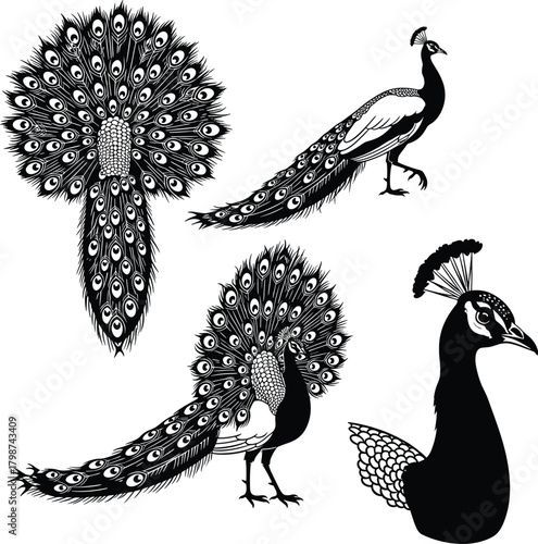 Peacock Illustration Set with Full Feather Display Walking Pose and Elegant Side Portrait