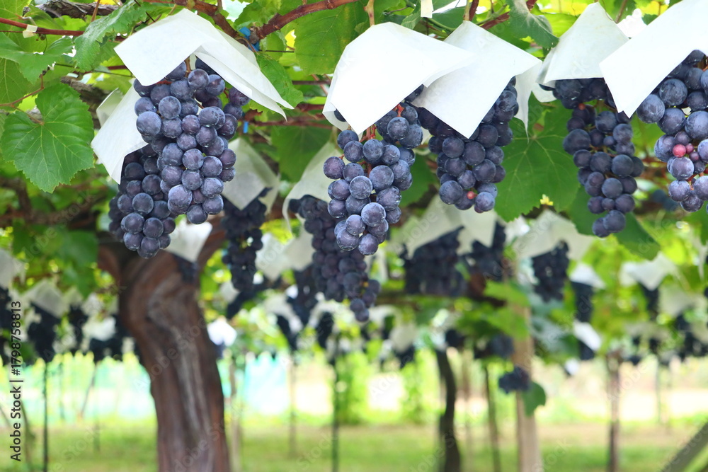 Obraz premium 実りの秋のぶどう畑｜ぶどう狩りと果樹園のある日本の農園