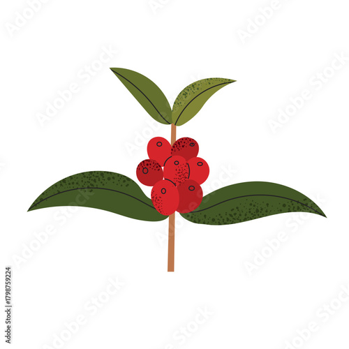 Coffee Berries icon clipart logotype isolated illustration