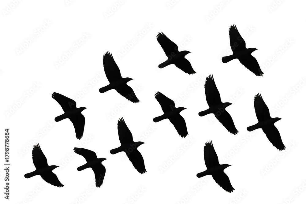 Fototapeta premium Black birds flock flying, freedom and migration concept, silhouetted against transparent background, open wings dynamics