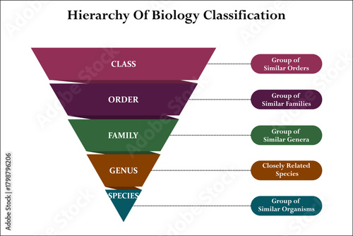 Hierarchy of biology classification. Infographic template with icons and description placeholder