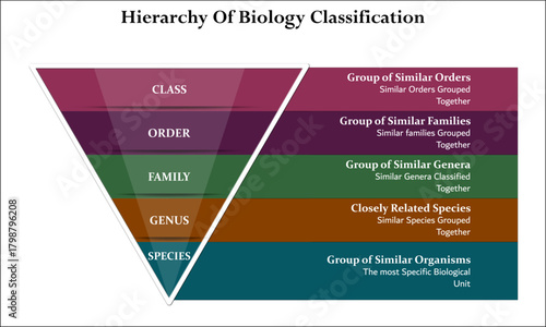 Hierarchy of biology classification. Infographic template with icons and description placeholder