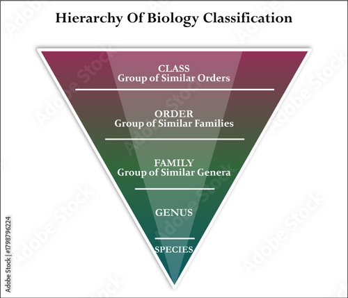 Hierarchy of biology classification. Infographic template with icons and description placeholder