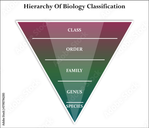 Hierarchy of biology classification. Infographic template with icons and description placeholder