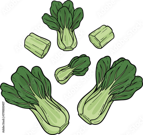 Hand Drawn Fresh Bok Choy Arrangement, Healthy Vegetable Culinary Ingredient