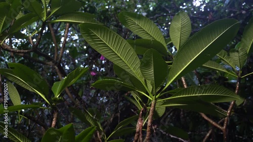 tropical rain, wet plumeria branches, dripping leaves, Thailand in rainy season