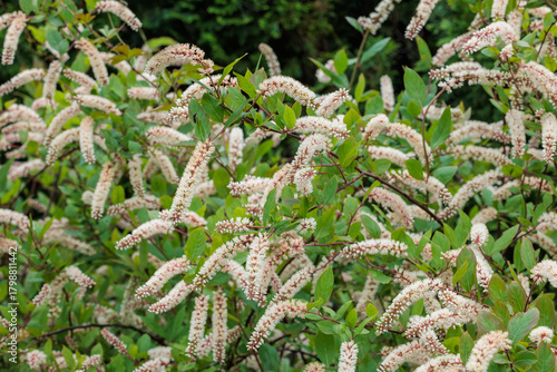 The neatly blooming flowers of Itea virginica in the early summer garden.