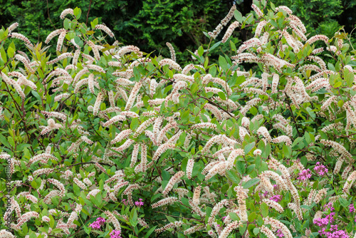 The neatly blooming flowers of Itea virginica in the early summer garden.