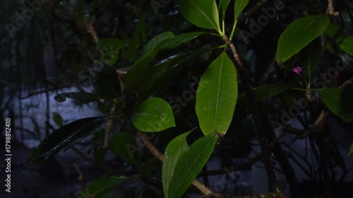 Raindrops fall slowly on the wet plumeria branches, dripping leaves and revealing Koh Phangan Island in the rainy season. The soft low ambient light enhances the scene.