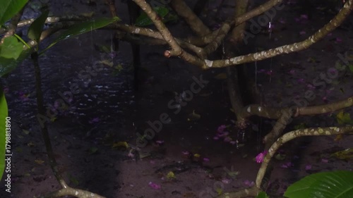 Raindrops fall on the wet puddle in forest, dripping leaves and revealing Koh Phangan Island in the rainy season. The soft low ambient light enhances the scene.