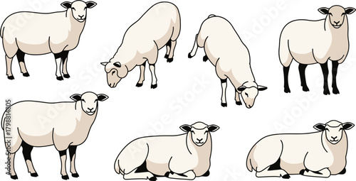 Wooly Wonders A Collection of Sheep Illustrations for Farm and Animal Lovers