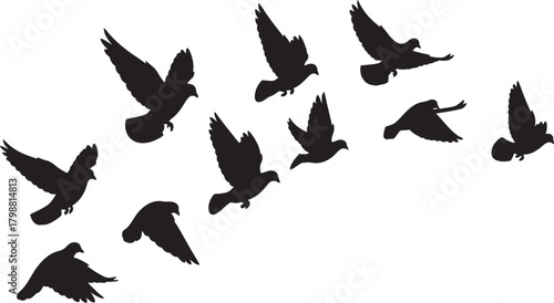 Silhouette of a flock of pigeons soaring across the sky, embodying freedom and movement