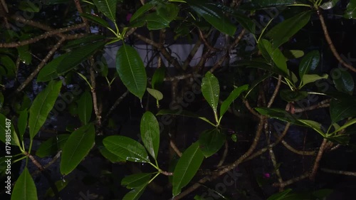 hard Rain fall on the leaves of plumeria branches, night time, Island in the rainy season. The soft low ambient light enhances the scene.