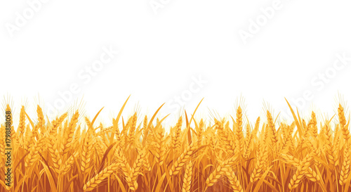 Close-up view of a vibrant golden wheat field, featuring mature ears and stalks against a clean white background, ideal for design.