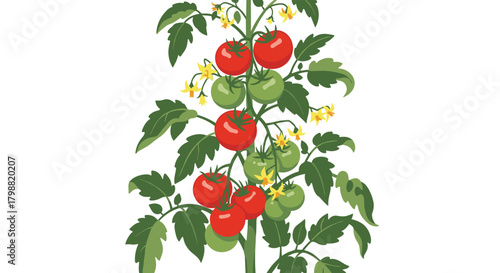 A vibrant tomato plant illustration showcasing green leaves, yellow blossoms, and a bountiful harvest of both ripe red and unripe green tomatoes.