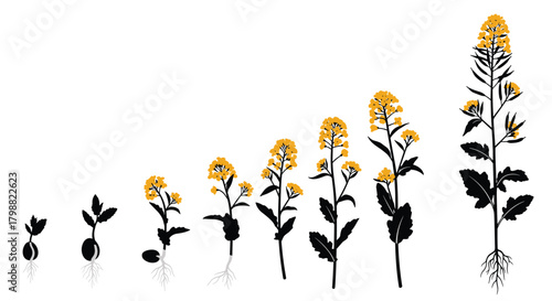 Life cycle of a yellow-flowering plant, illustrating stages from seed germination to a fully bloomed canola or rapeseed plant with roots.