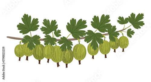 A branch of green gooseberries with lush green leaves, ripe for harvest, set against a clean white background.