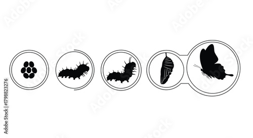 A clear visual representation of a butterfly's complete life cycle, detailing the progression from eggs, through caterpillar and chrysalis, to the final adult butterfly.