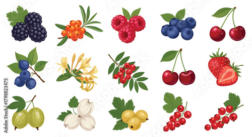 A vibrant collection of various fresh, ripe garden and wild berries, fruits, and honeysuckle flowers on a white background.