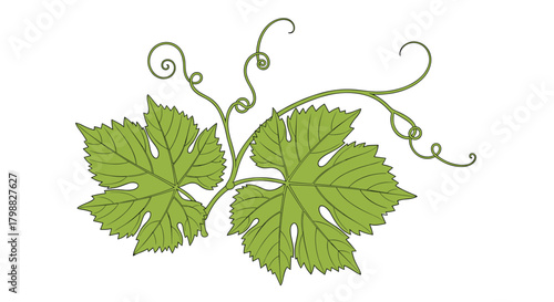 Two vibrant green grape leaves and delicate coiling tendrils illustrate the beauty of viticulture, perfect for designs related to wine or nature.