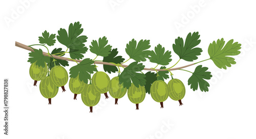 A detailed illustration of a gooseberry branch, featuring numerous round, green berries hanging from it, surrounded by their characteristic green leaves.