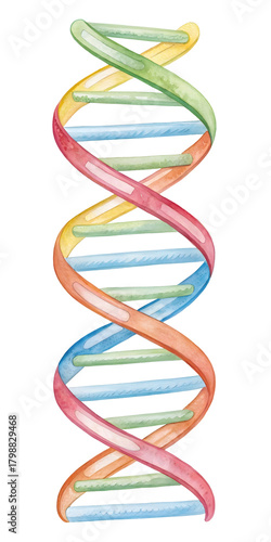 Watercolor D N A Helix isolated on a transparent background