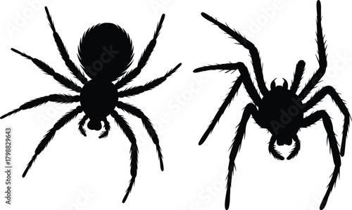 Silhouette illustration of two detailed spiders with hairy legs representing arachnid species, insect wildlife, Halloween design elements and creepy horror decoration concept