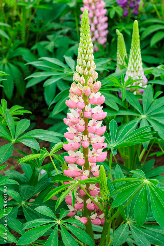 Fototapeta premium Beautiful pink lupine flowers blooming in forest park.