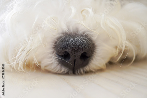 ビションフリーゼ子犬の黒い鼻アップとふわふわの白い毛