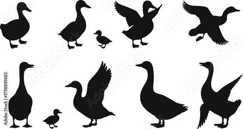 Duck and goose silhouette set, flying and walking birds, wildlife vector, animal poses, bird family illustration, black shapes, nature