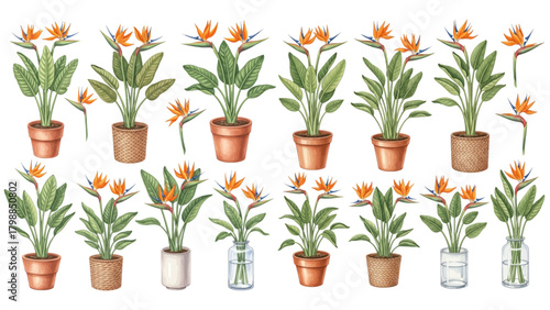 A watercolor collection of tropical Bird of Paradise plants and flowers in assorted decorative pots and vases.