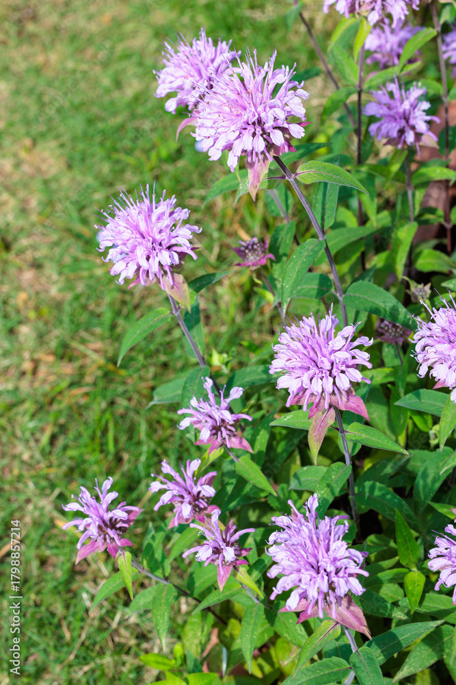 Fototapeta premium Fragrant pink monarda flowers in the garden.