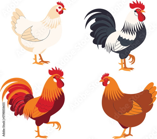 A vibrant vector collection of four domestic fowl, including two colorful roosters and two different breed hens, showcasing poultry livestock, ideal for farming, agricultural, food product packaging, 