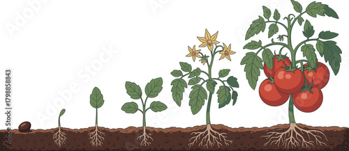 Tomato plant growth stages, seed to fruit, educational biology chart, gardening cycle, root development, farming process, agriculture infographic, botany illustration