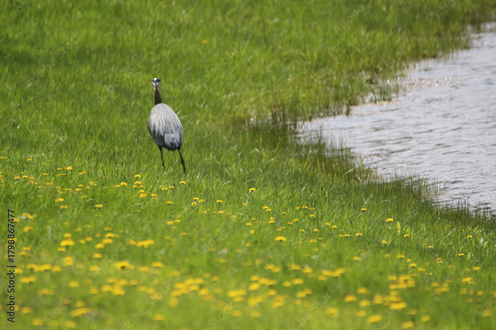 Fototapeta premium Great Blue Heron in the grass