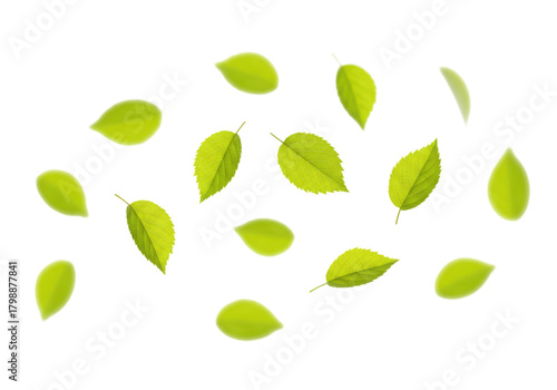 Scattered green leaves transparent background cutout png