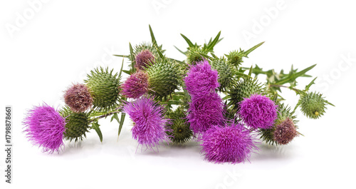 Purple thistle flowers isolated on white background.